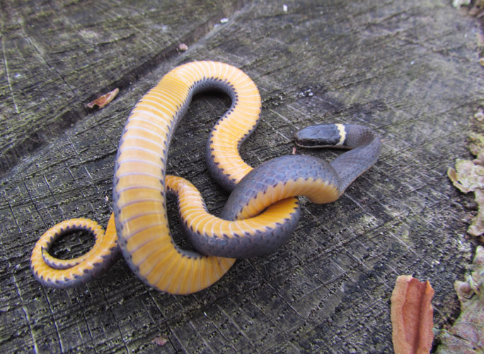Northern Ringneck Snake